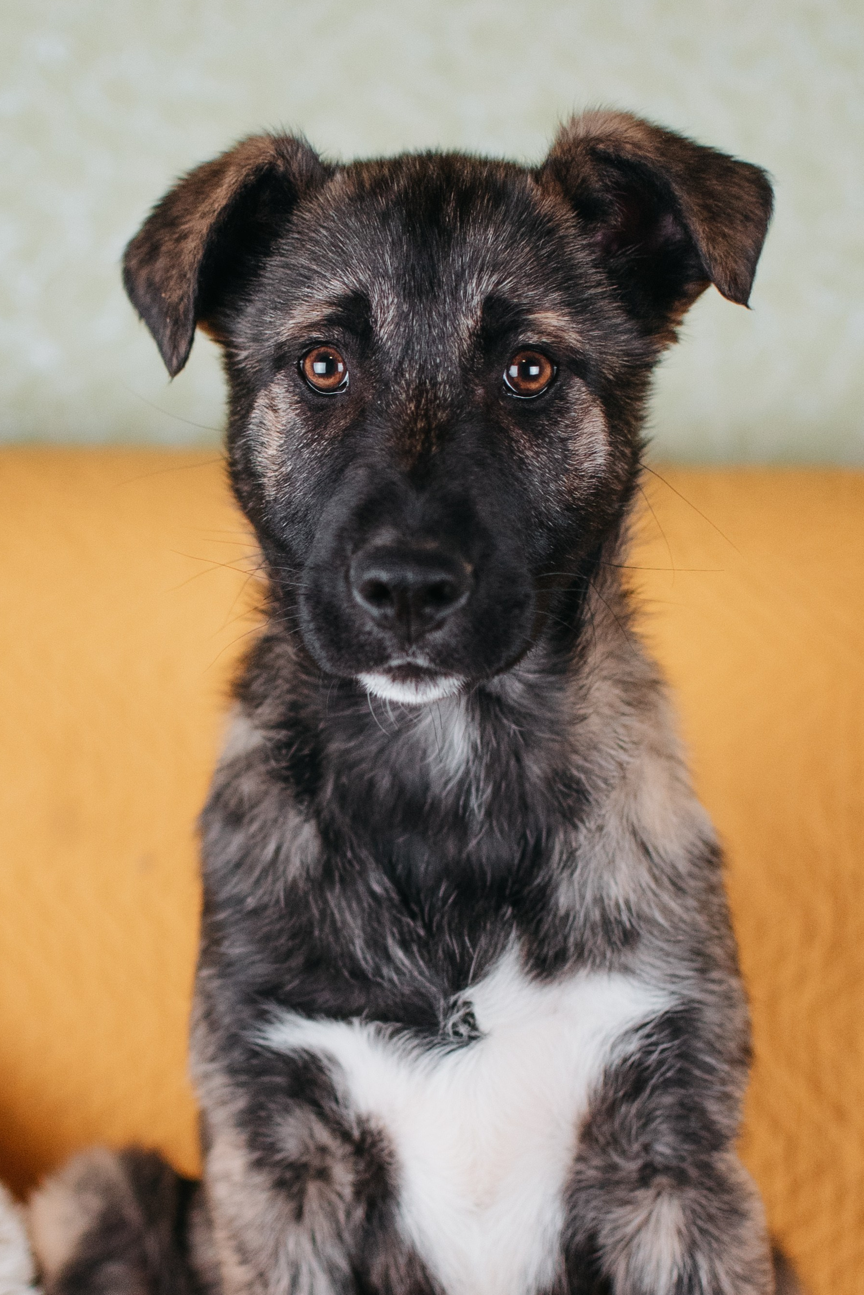 Животные на пристройство. Фотограф-анималист Валерия, Москва, Мытищи