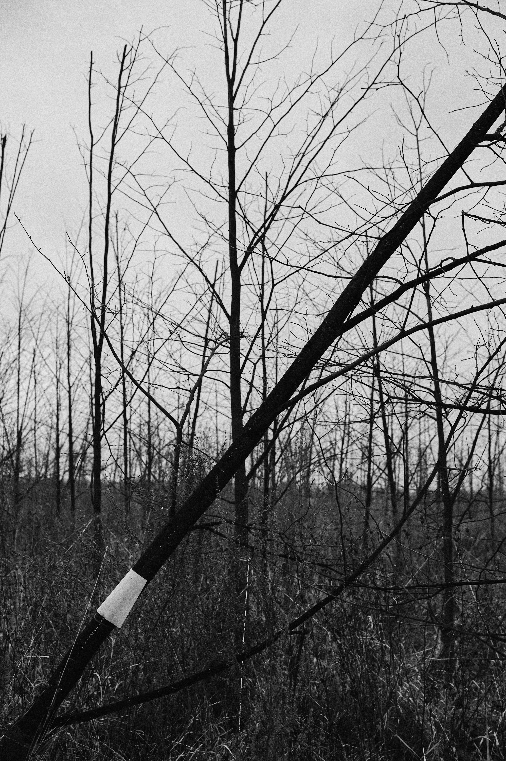 Перформанс «Лес мыслей». Коммерческий фотограф в Казани Ксения Добролюбова