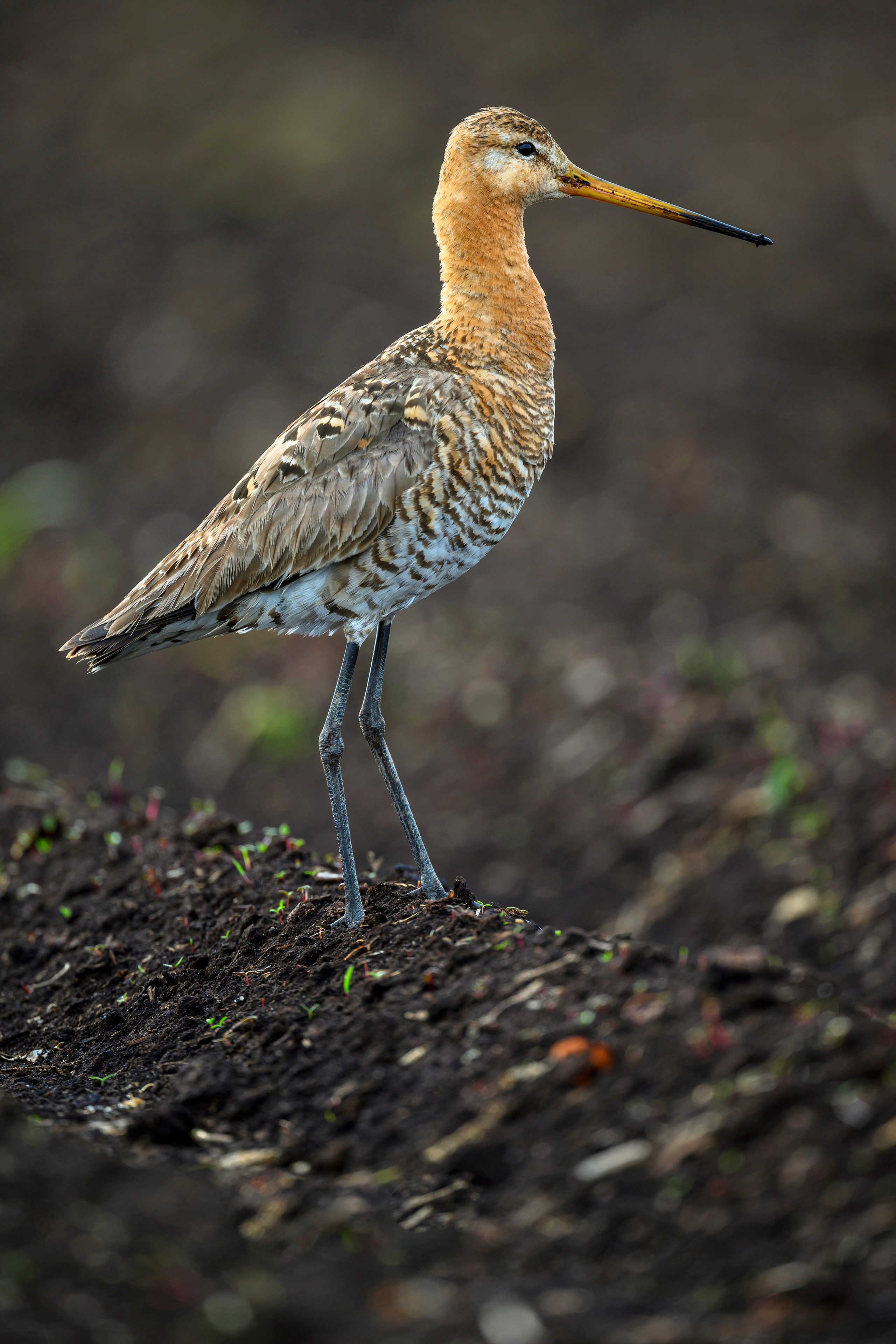 Веретенник и скворцы. Фотограф Сергей Пупонин