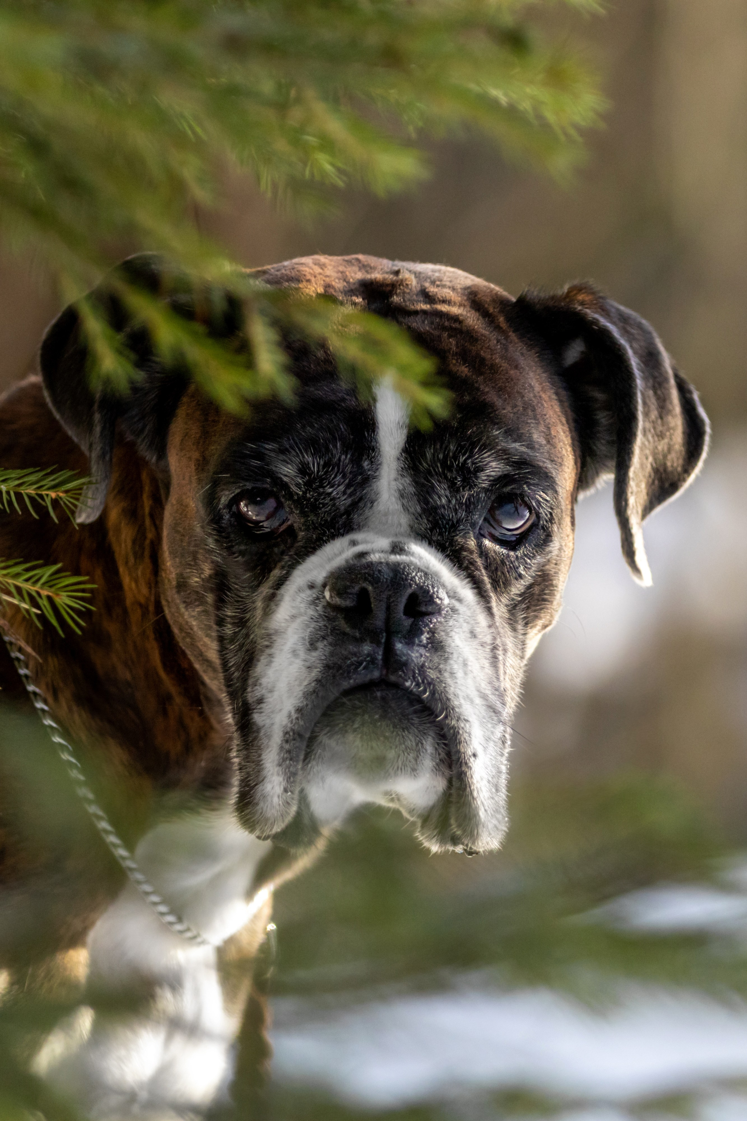 Услуги. Фотограф — анималист в Москве и области Ольга Петракова