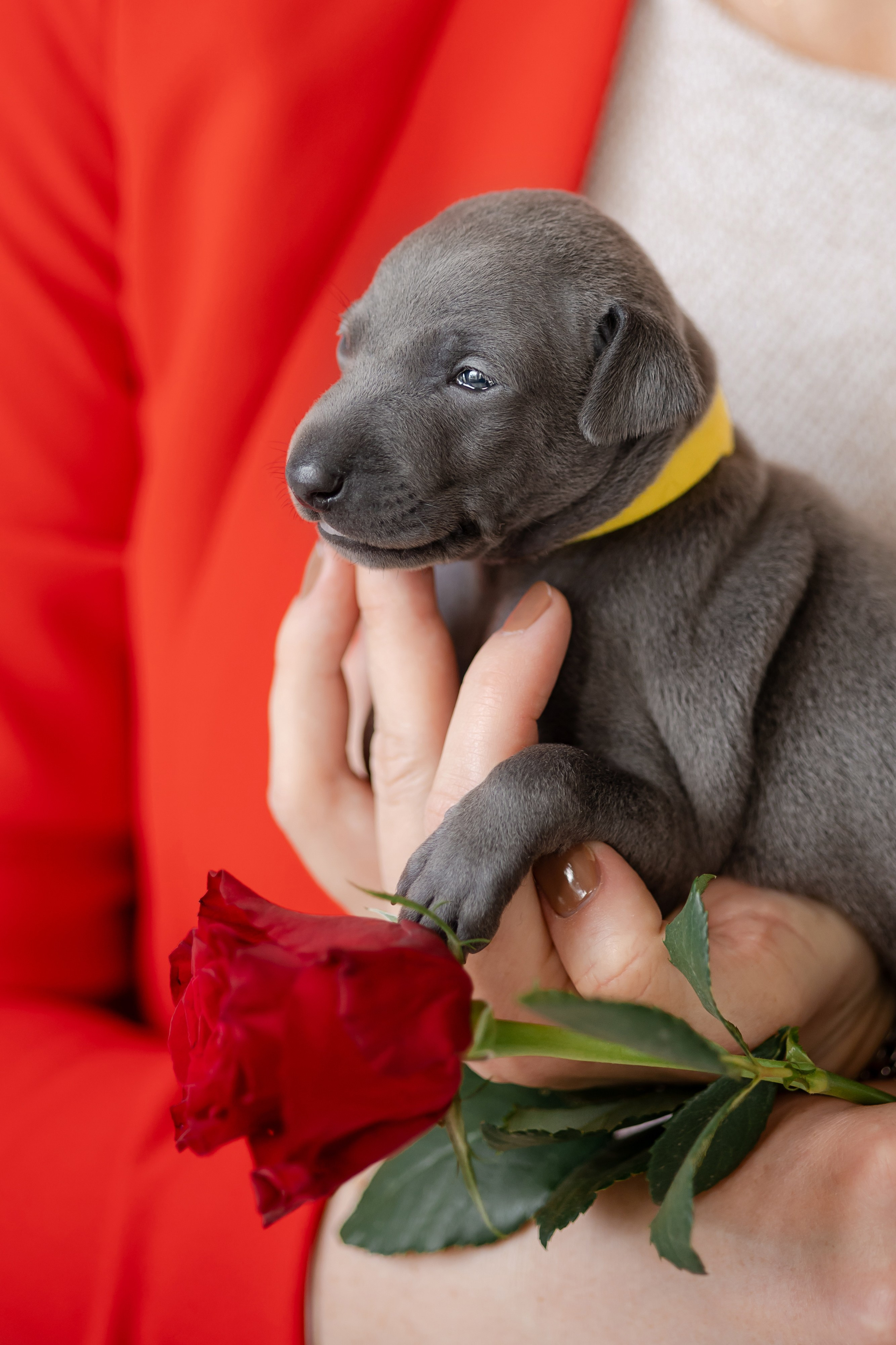 Как купить щенка левретки. Профессиональный питомник левреток РКФ/FCI ASTI SAPPHIRE 💎 Сочи|Санкт-Петербург