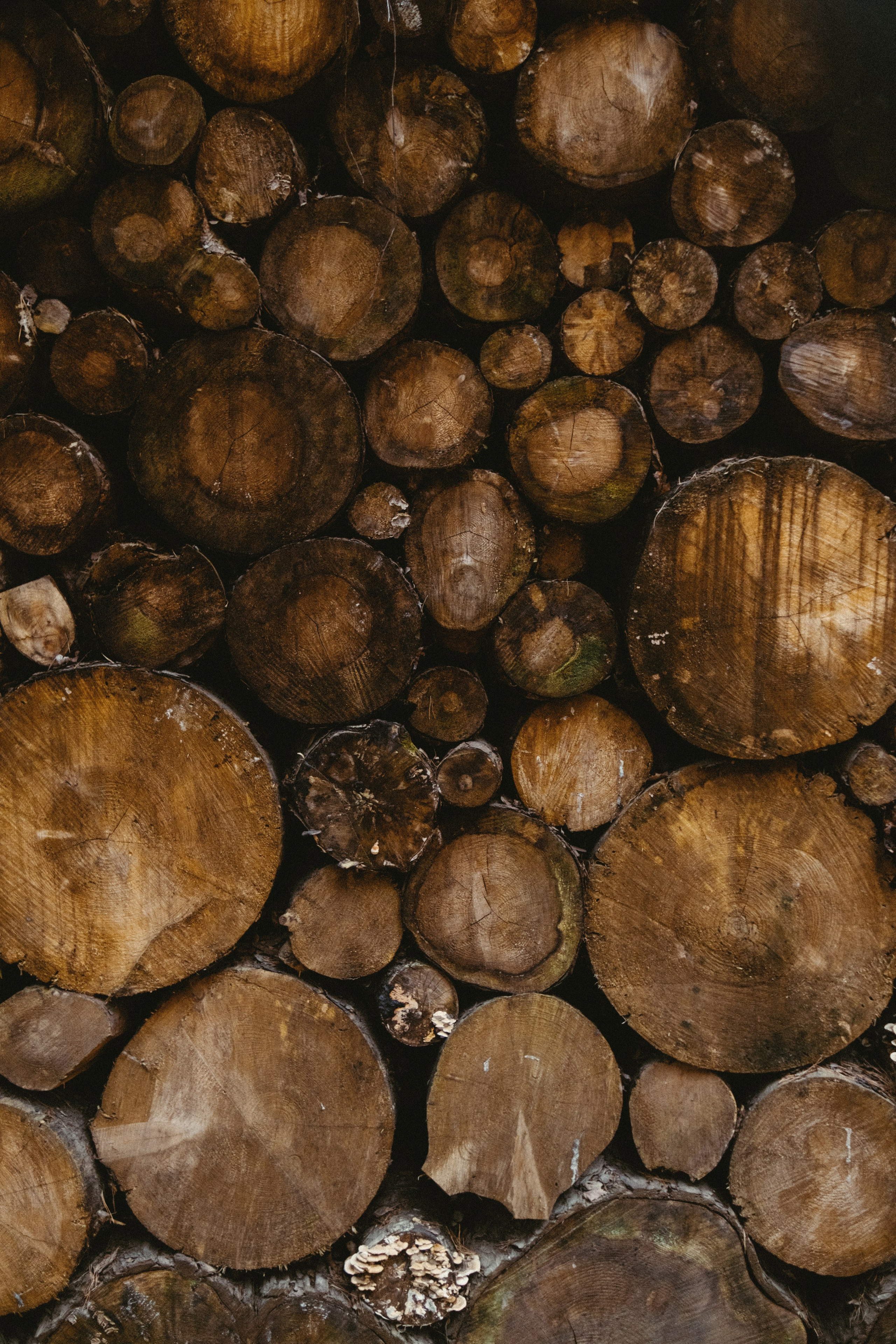 Pine River. Персональный фотограф Москва Кислякова Алина. Фотограф в Дубае, ОАЭ