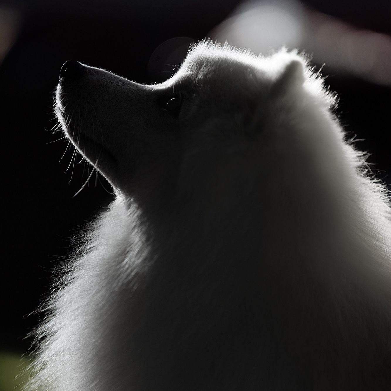 Питомникам. Фотограф-анималист Саша Вязьмина