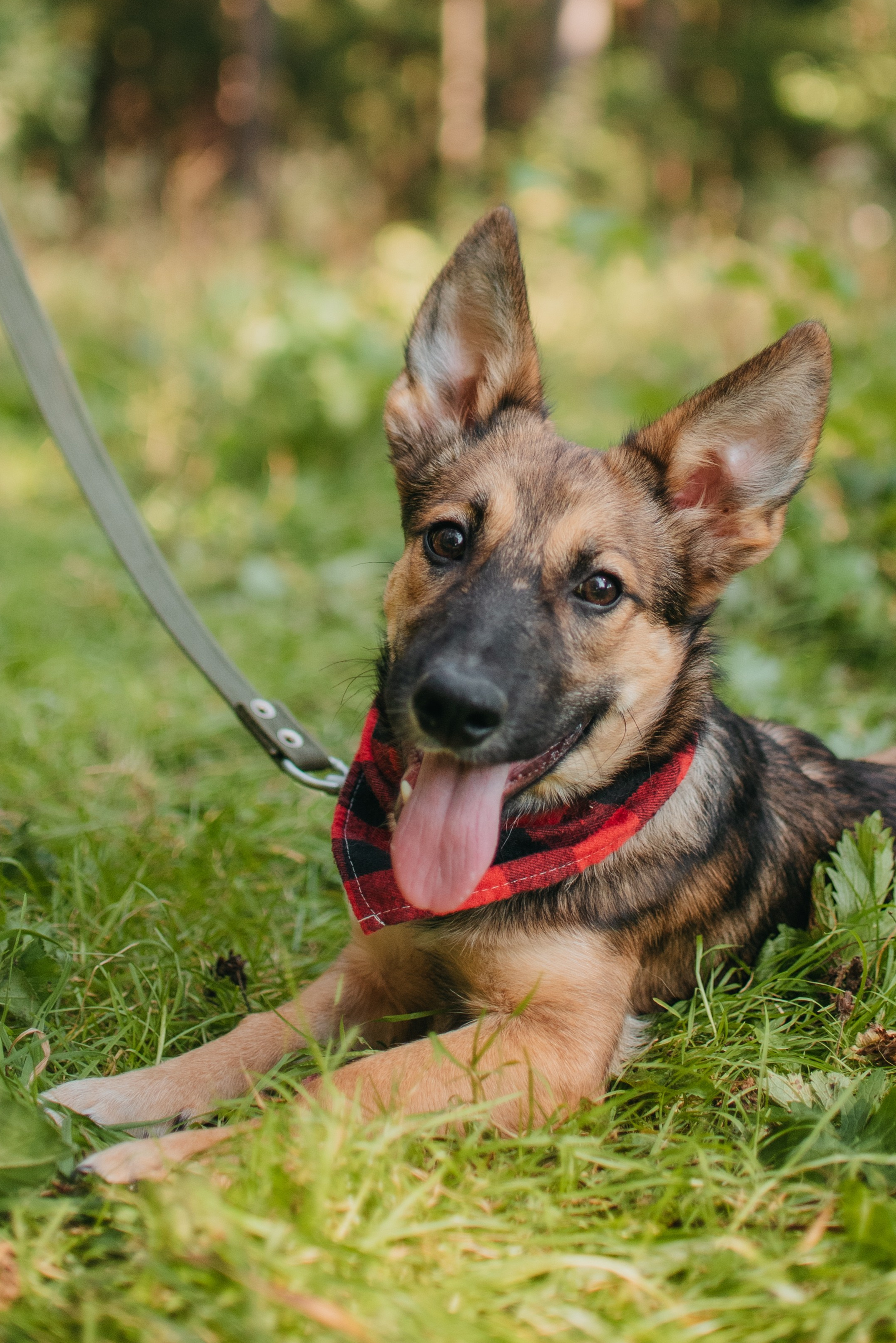 Животные на пристройство. Фотограф-анималист Валерия, Москва, Мытищи