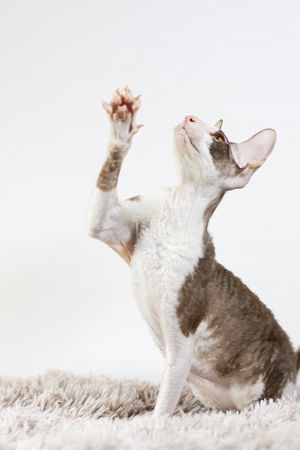 Друзья. Фотограф-анималист в Москве и МО Самойлова Марина