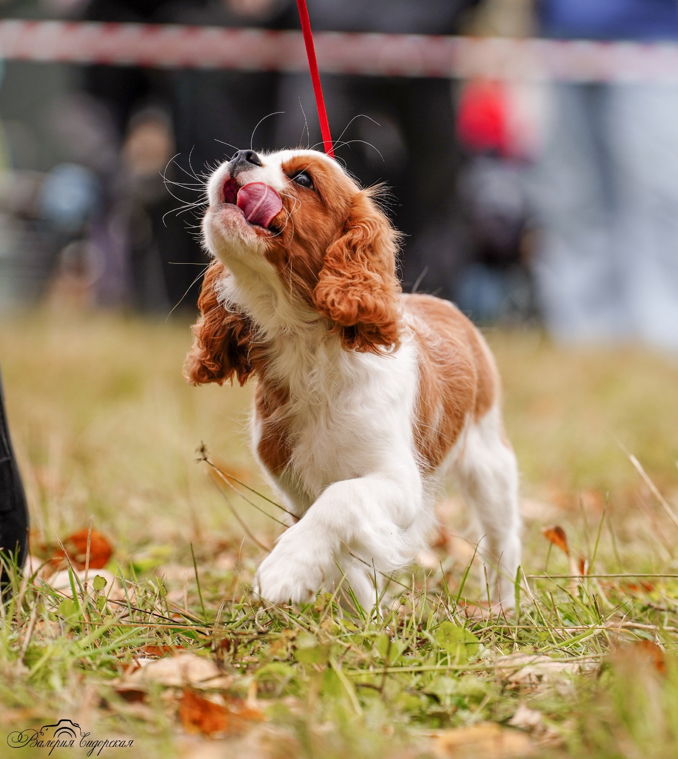Выставки. Питомник кавалер кинг чарльз спаниелей