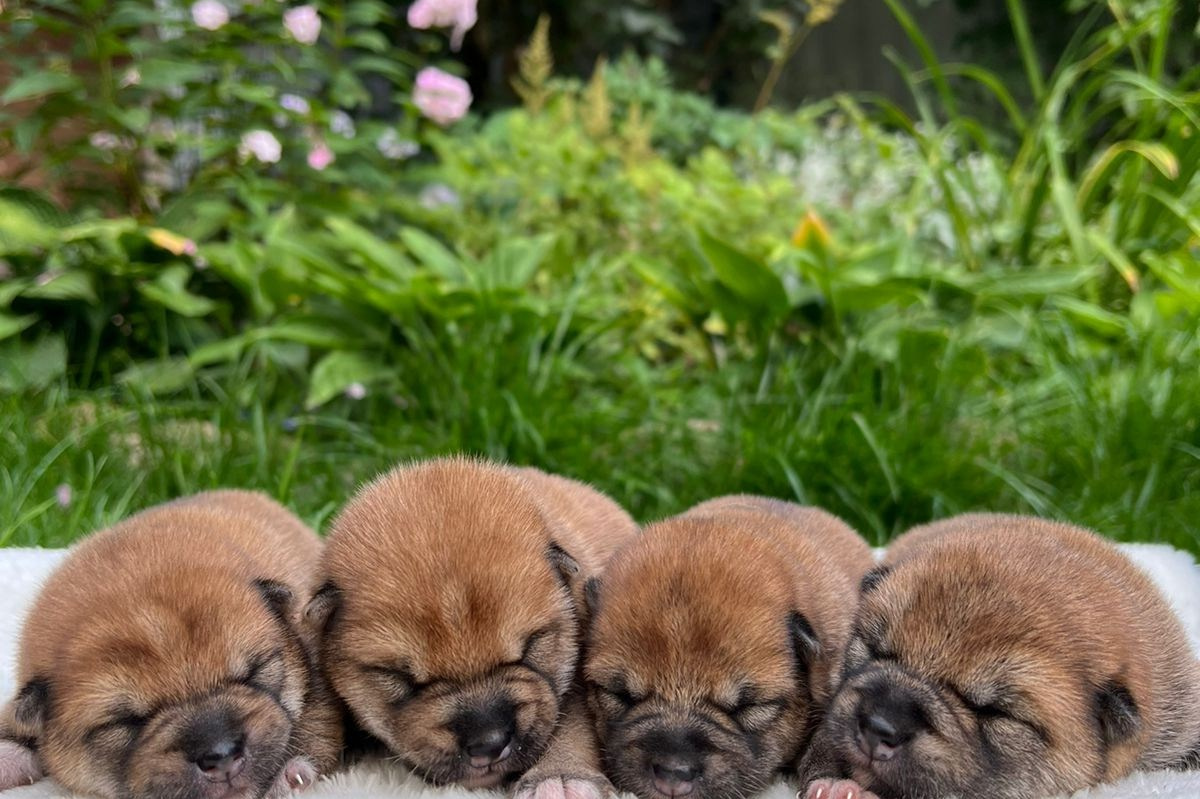 ПОМЕТЫ Сиба. AMERICAN AKITA RUBYLIGHT KENNEL I SHIBA-INU