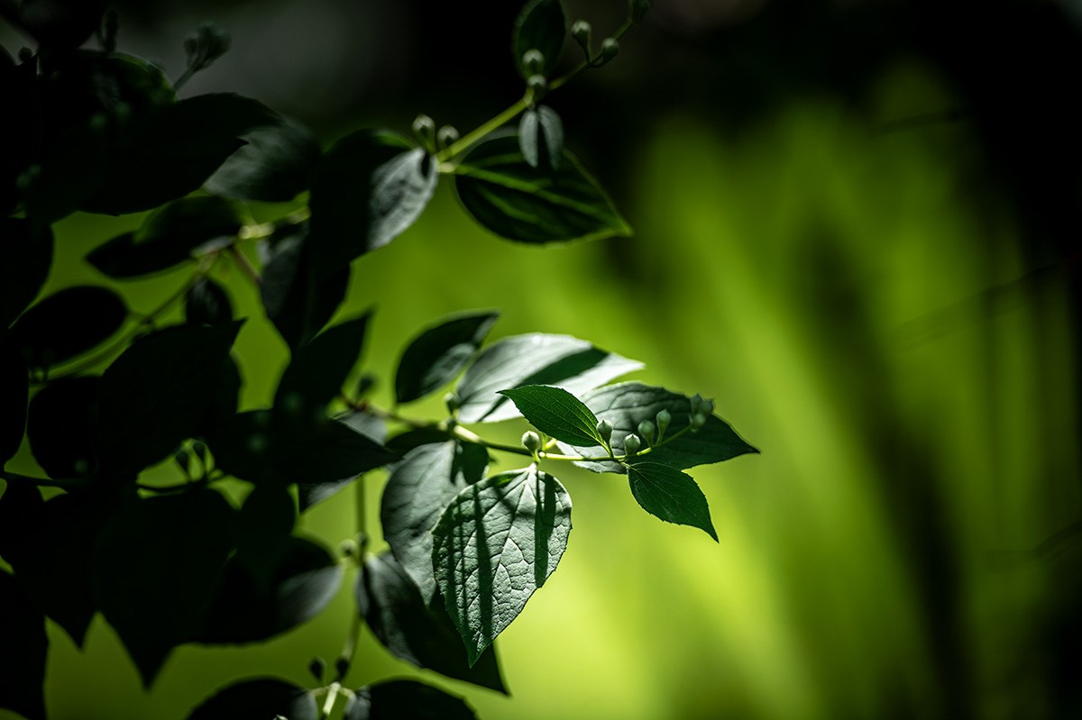 Дмитрий Хуршудов — профессиональный фотограф в Москве. Портретная и гламурная ню (boudoir) съемка. Фотосессии в студии и на выезде
