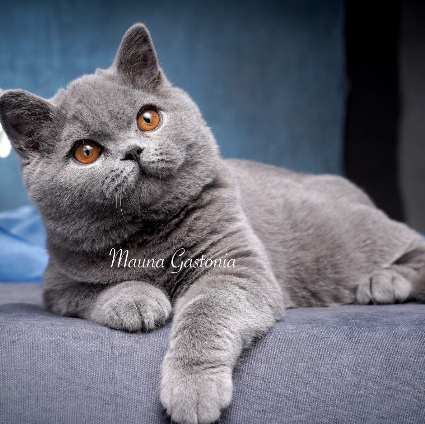 Свободные котята\Available kittens. Mauna Gastonia