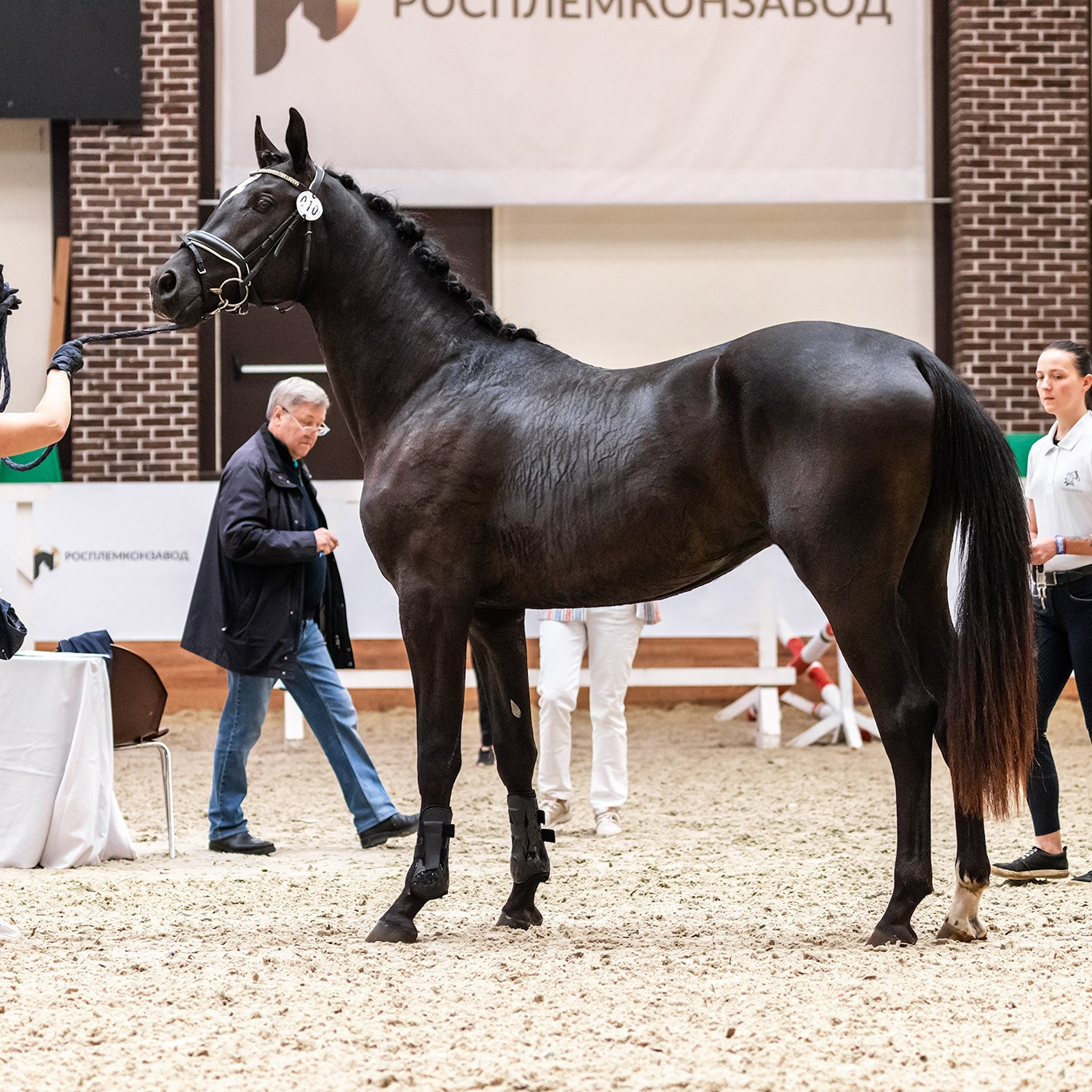 Стоимость видеосъёмки и монтажа. Mrs.Aquarelia Конный фотограф Марианна Леонтьева