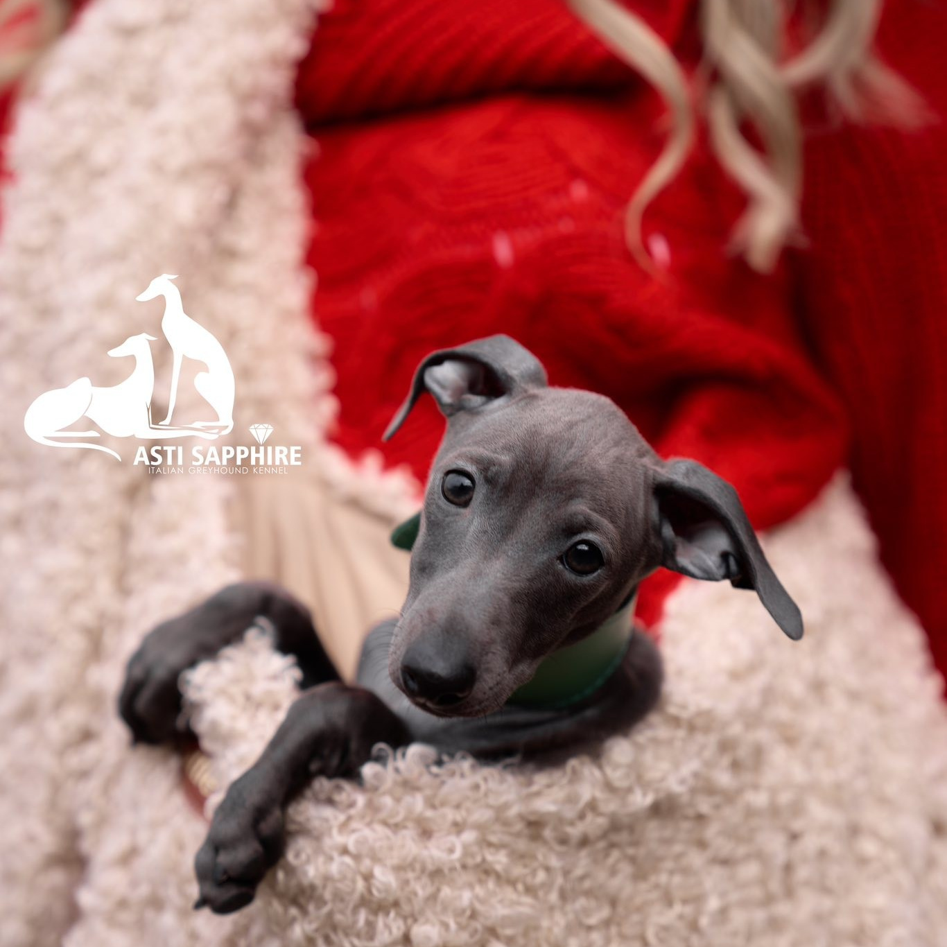 Путешествия. Профессиональный питомник левреток РКФ/FCI ASTI SAPPHIRE 💎 Сочи|Санкт-Петербург