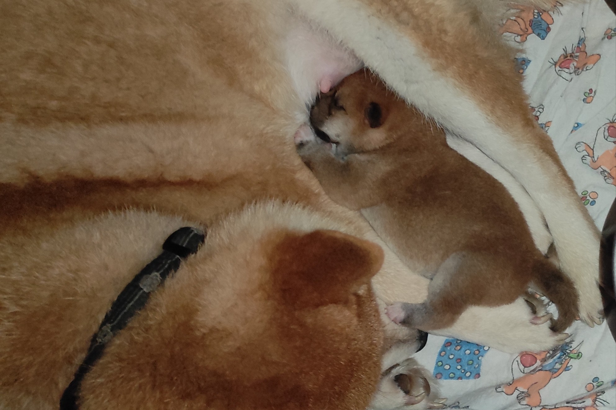 ПОМЕТЫ Сиба. AMERICAN AKITA RUBYLIGHT KENNEL I SHIBA-INU