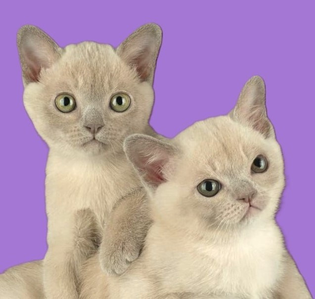 Котёнок американской бурмы. Las Burmas — питомник американской бурмы традиционных линий