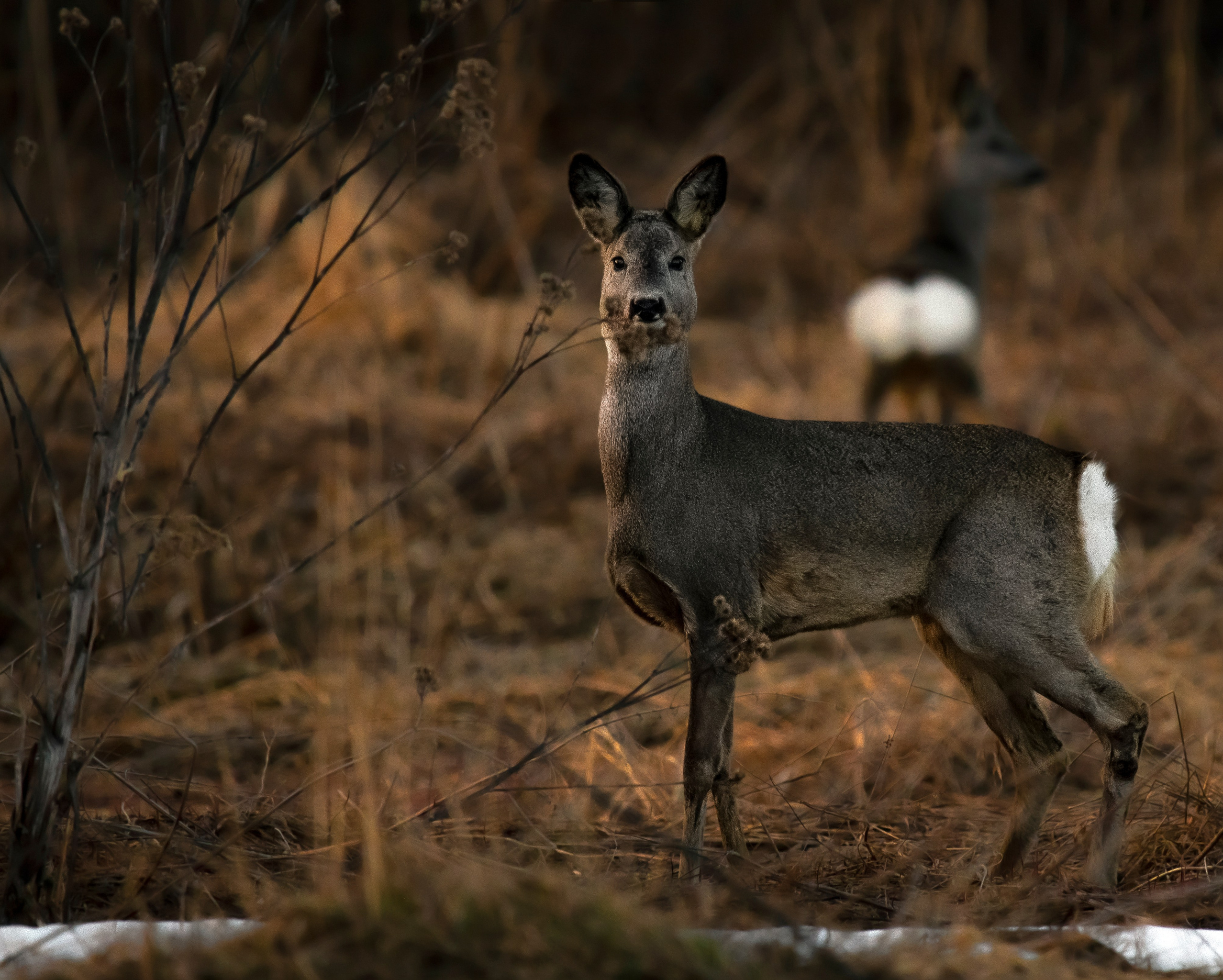 Фотоохота. Фотографии Лены Соколовой