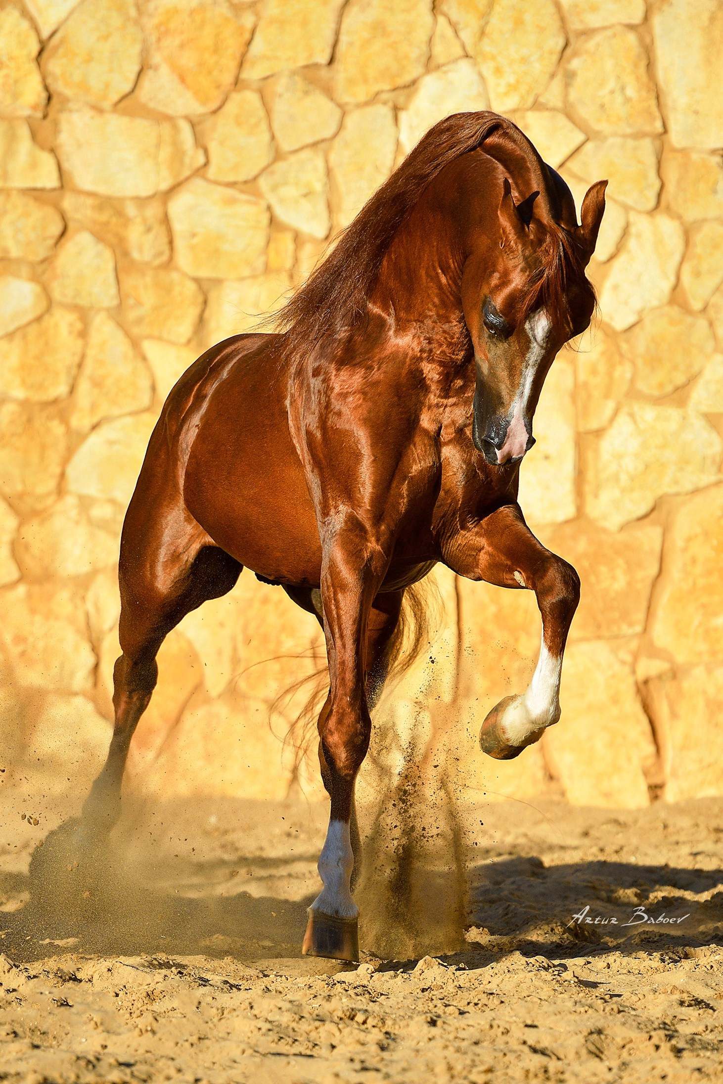 Art photos of horses — ARTUR BABOEV | Photographer