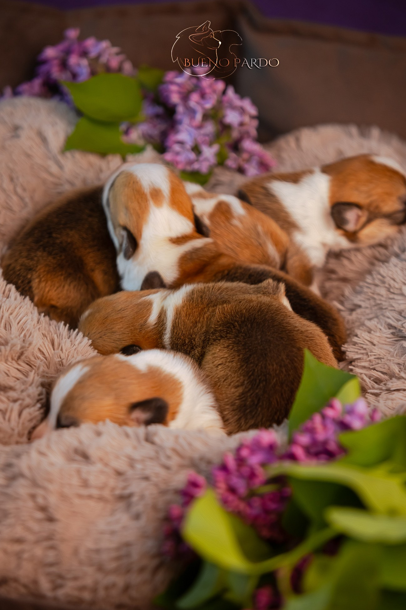 Щенки вельш корги пемброк из питомника. Питомник собак Акита, Хаски, Корги