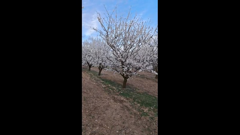 Что цветет в Крыму зимой, весной, летом и осенью. Семейный фотограф в Севастополе и Крыму Александра Погребняк