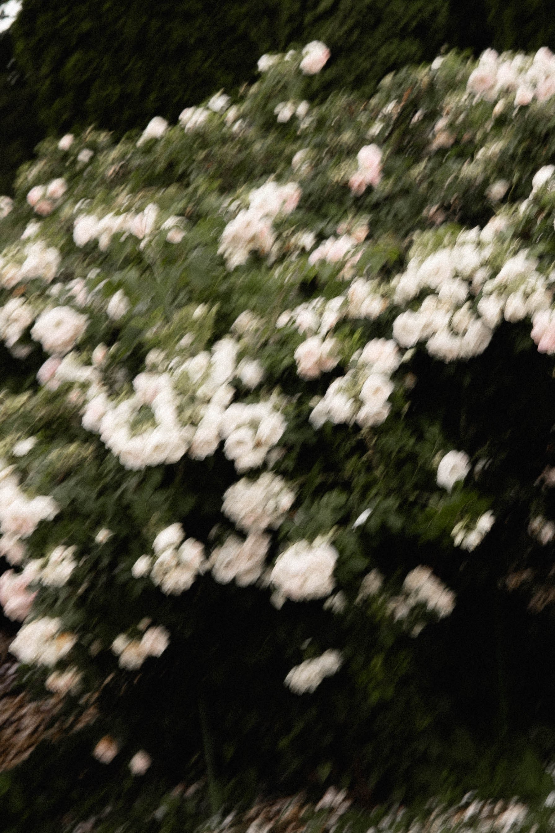 Свадебный и портретный фотограф Соломко Диана