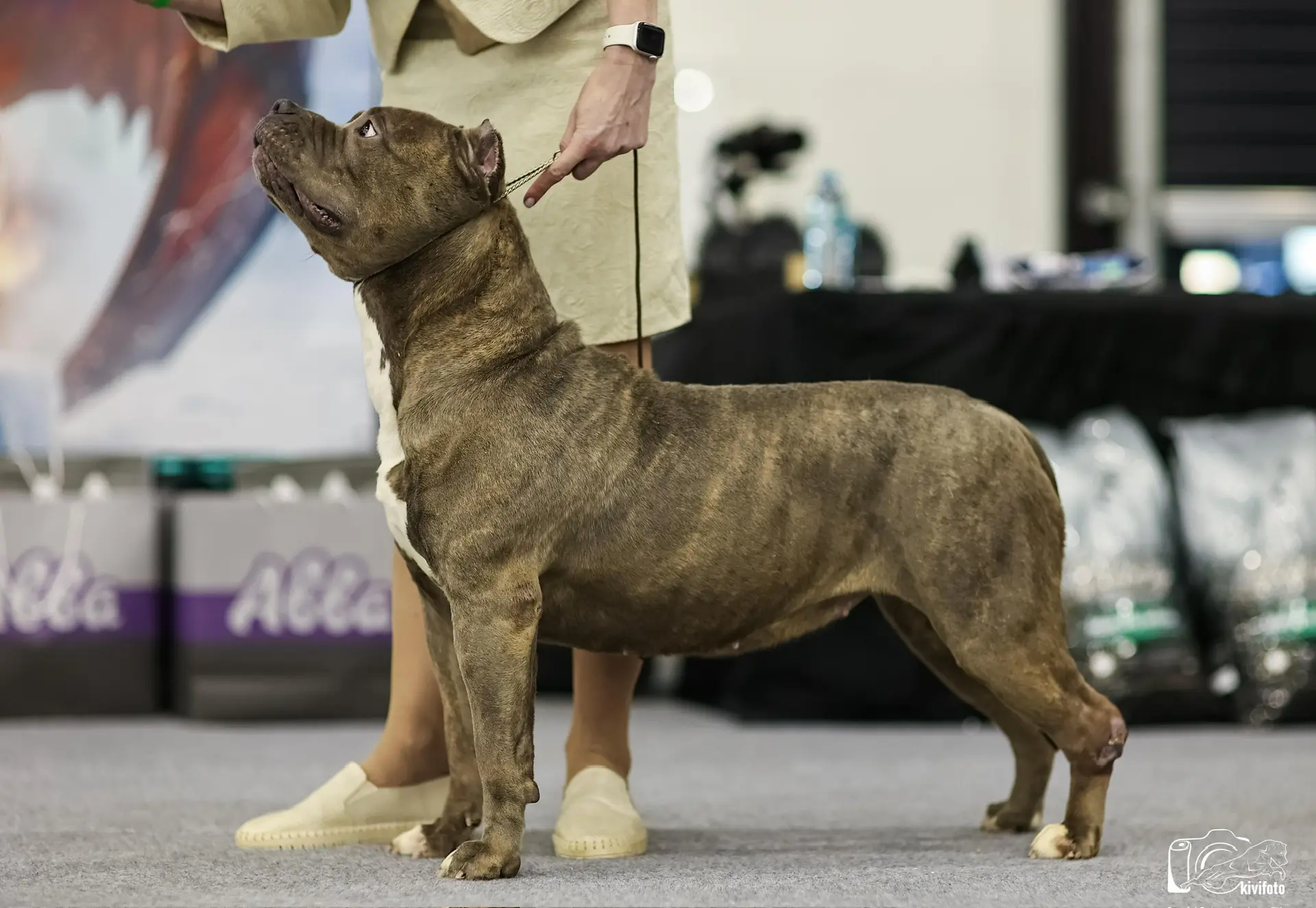 Участие в выставках. Американские булли XL в г. Калининград. Питомник Great Bully UNIVERSE