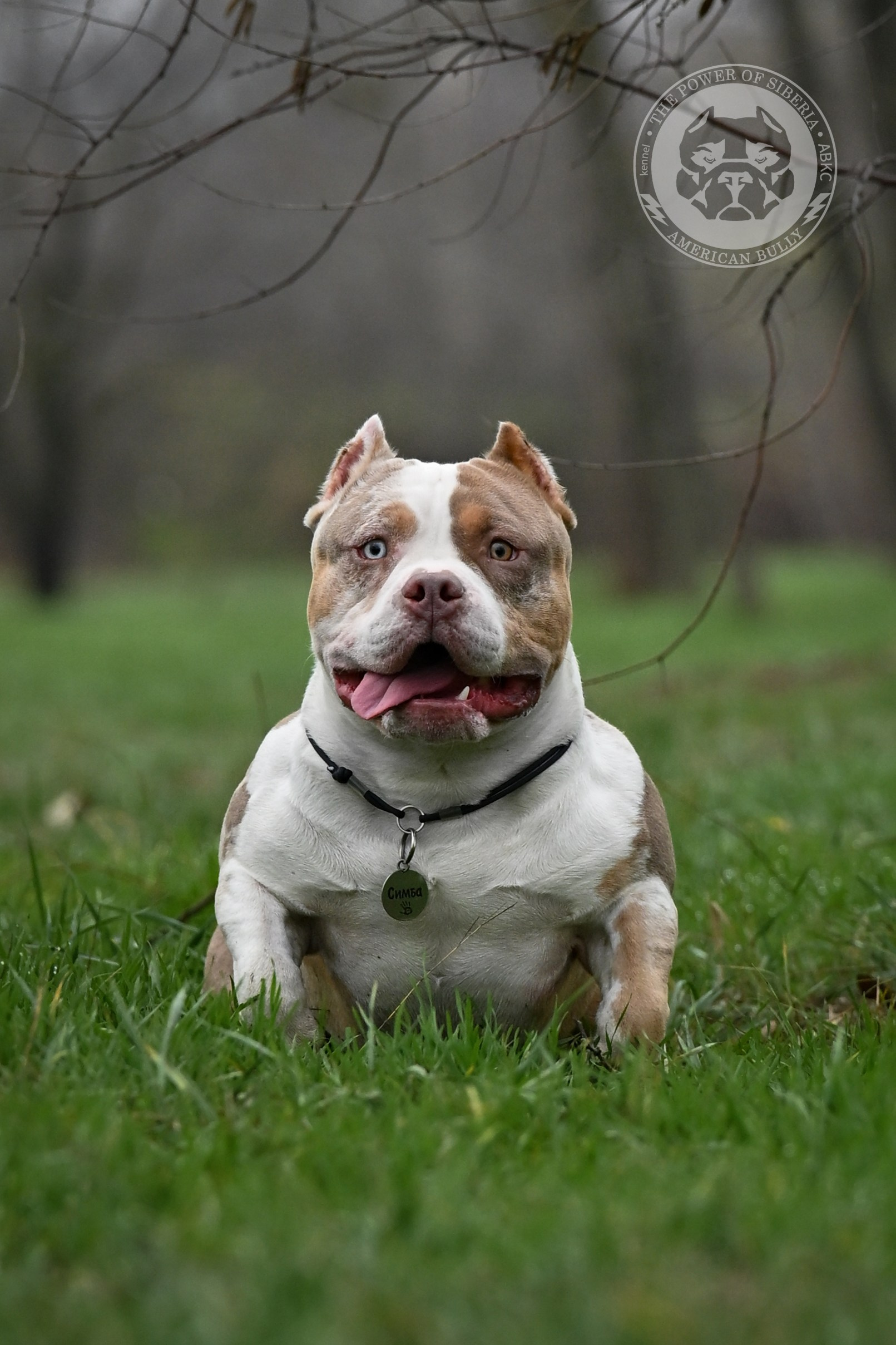 THE POWER OF SIBERIA SIMBA. Американский Булли в г. Ростов-на-Дону. Питомник THE POWER OF SIBERIA