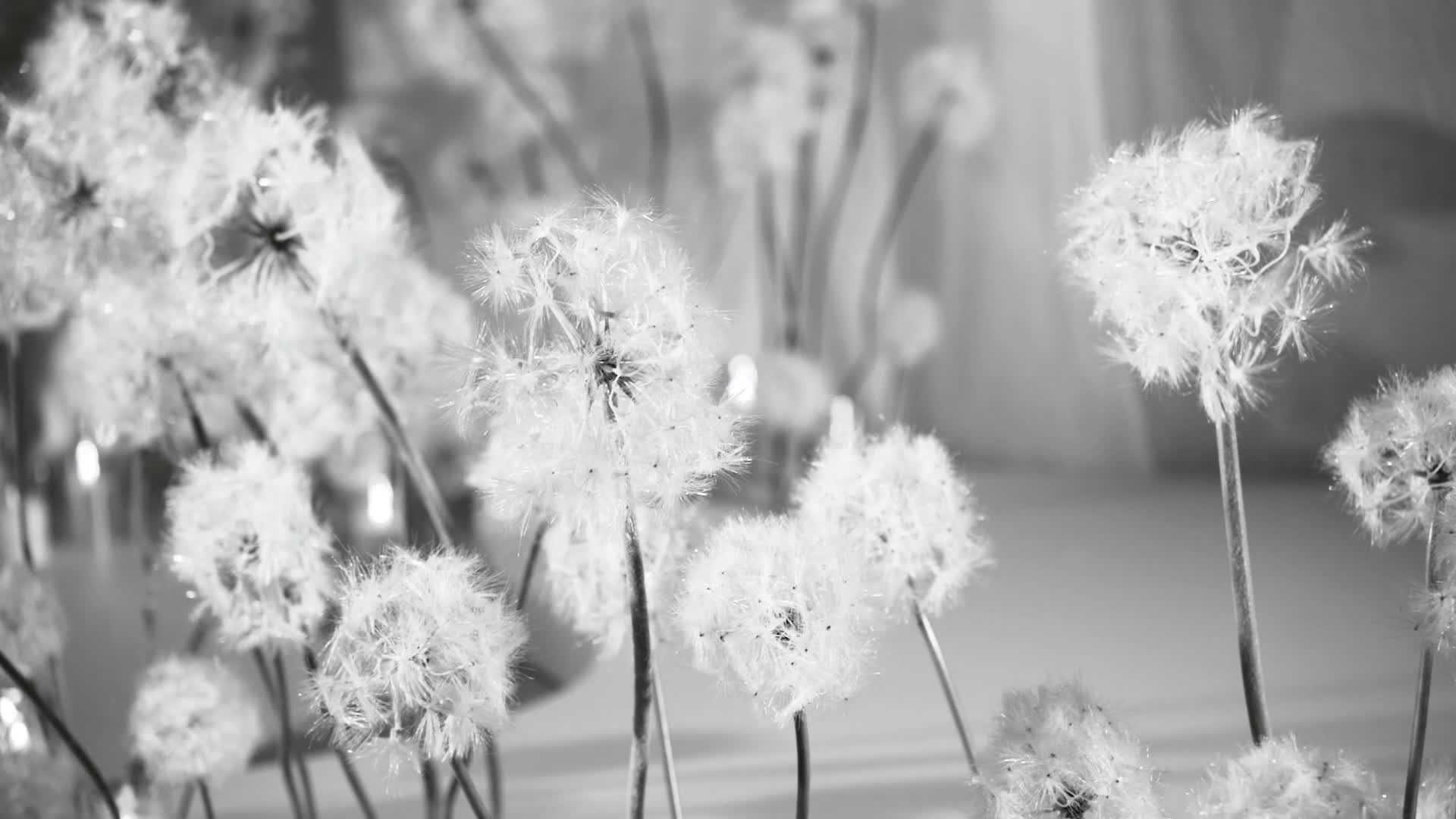 Портфолио. Видеограф KABAL'NOVA MOVIES Казань Москва