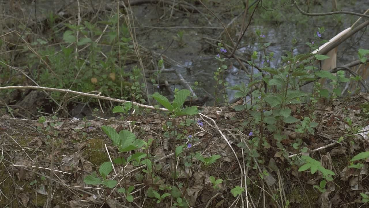 Весна (2025). Руслан Шувалов (поэтограф)