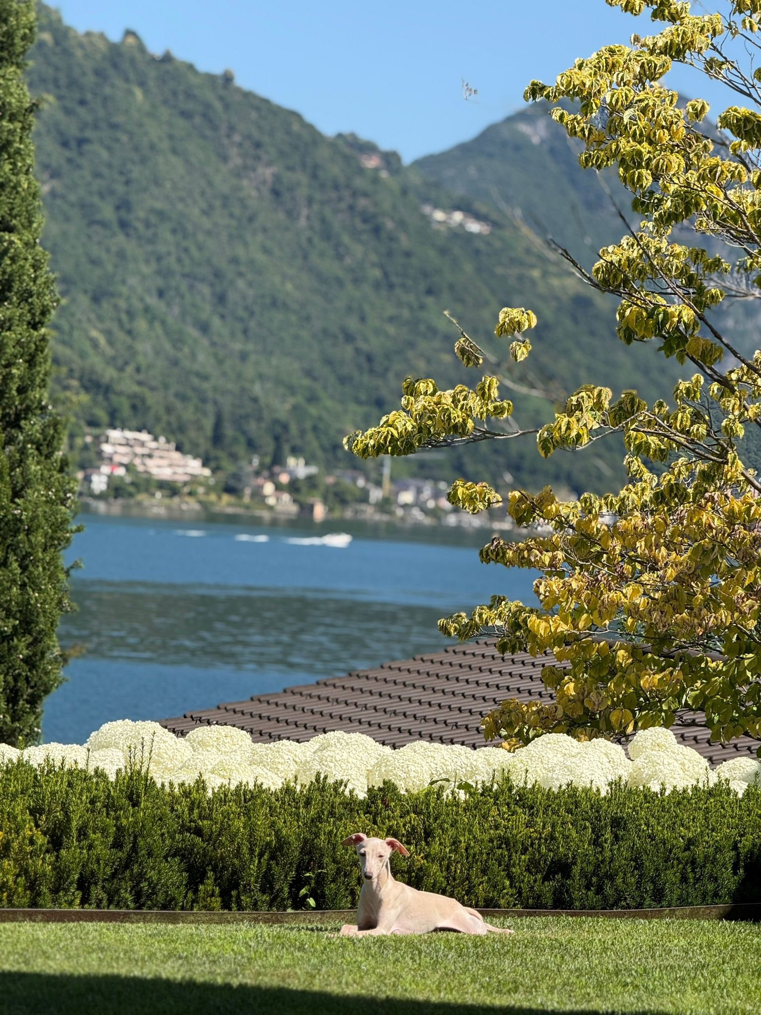 Профессиональный питомник левреток РКФ/FCI ASTI SAPPHIRE 💎 Сочи|Санкт-Петербург