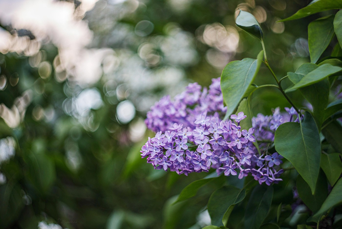 Топ мест где цветет сирень