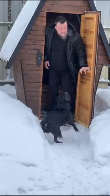 Дети Вела. ПИТОМНИК СОБАК ПОРОДЫ АМЕРИКАНСКИЙ БУЛЛИ