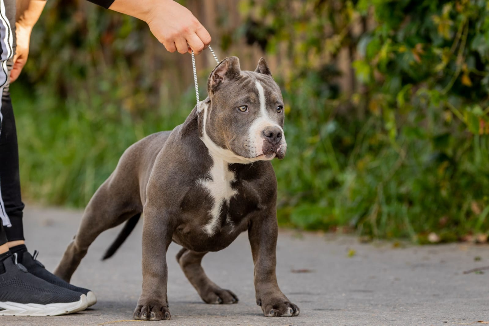 Щенки Американский булли. ПИТОМНИК СОБАК ПОРОДЫ АМЕРИКАНСКИЙ БУЛЛИ