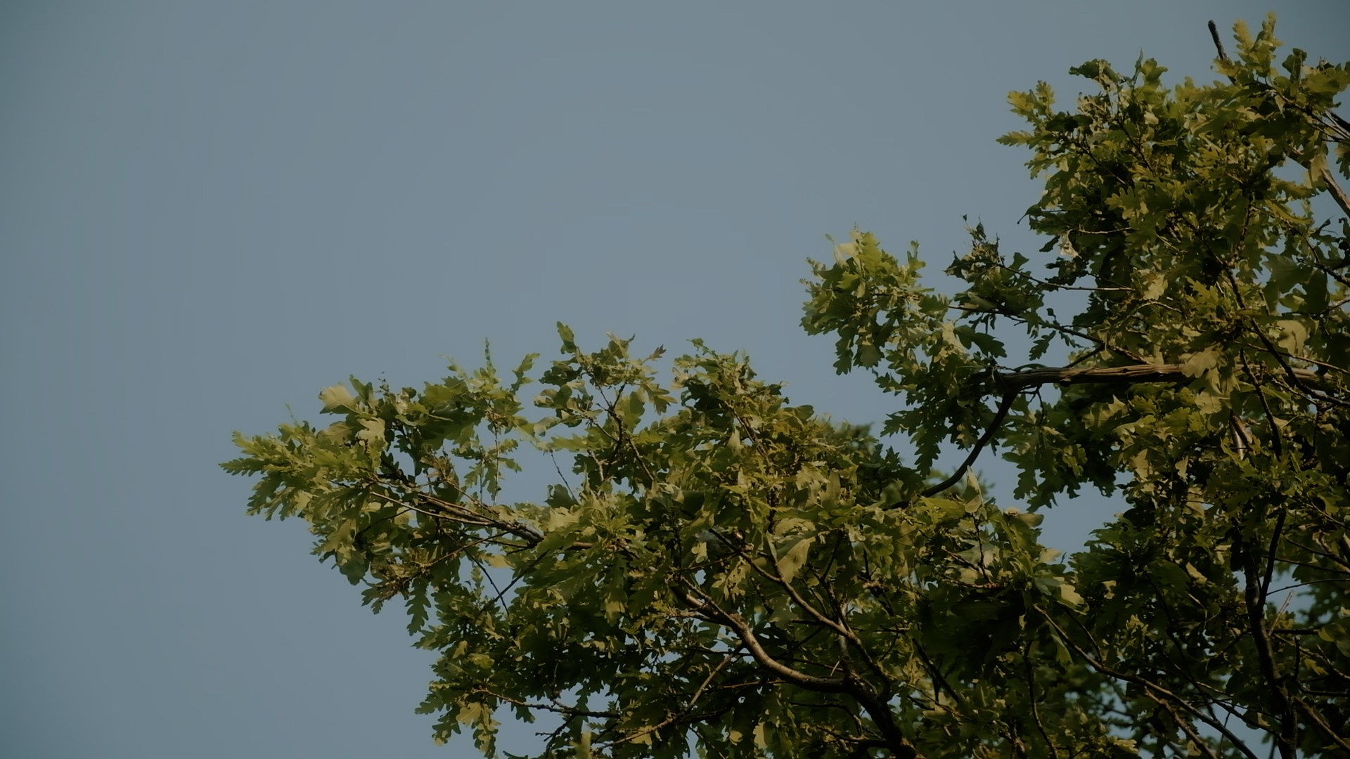 Муругова Екатерина. Свадебный видеограф