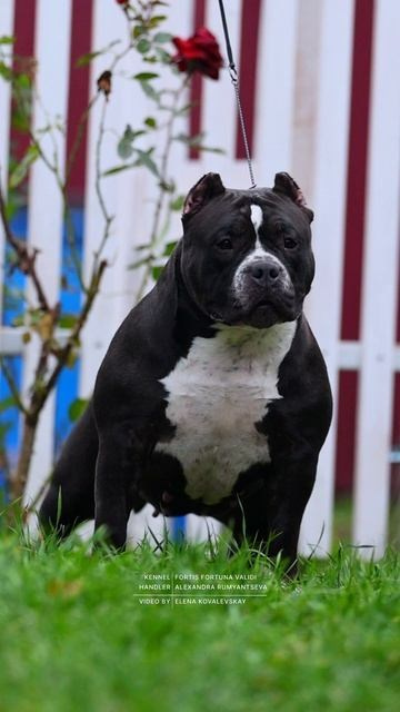 Булли покет сука Кола. ПИТОМНИК СОБАК ПОРОДЫ АМЕРИКАНСКИЙ БУЛЛИ