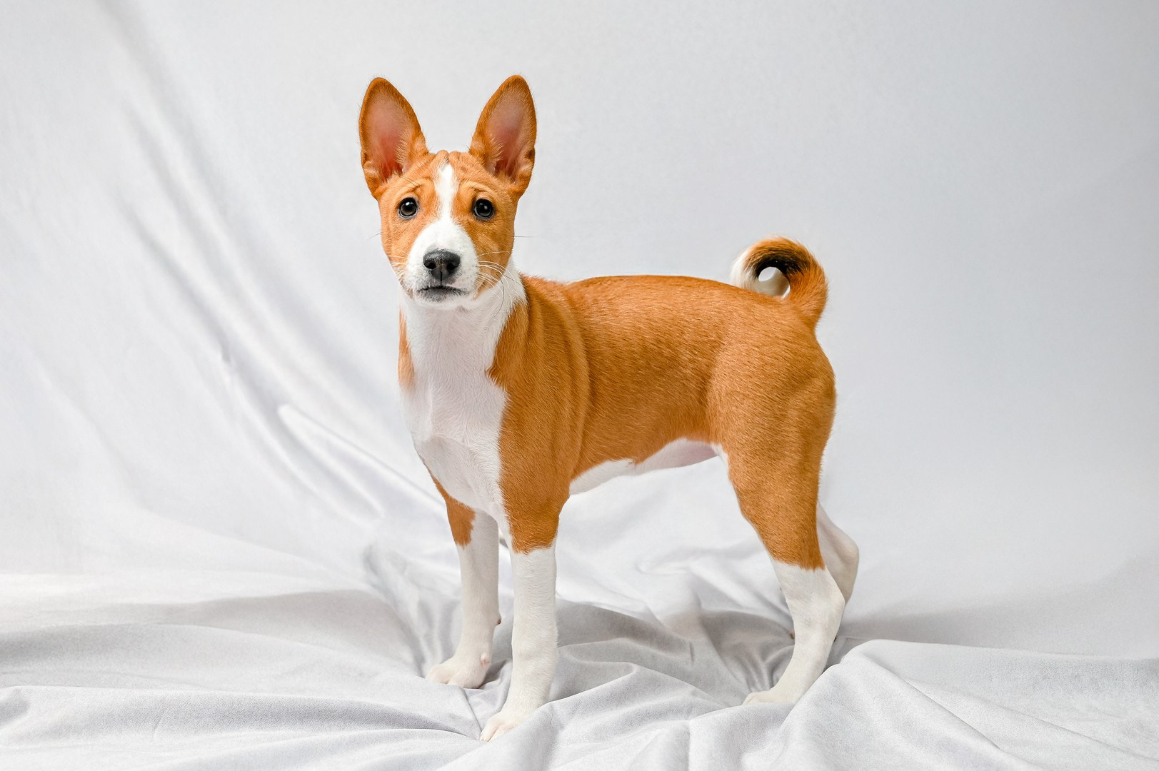 Питомцы. Интерьерный фотограф. Фото- видеосъемка недвижимости Санкт-Петербург