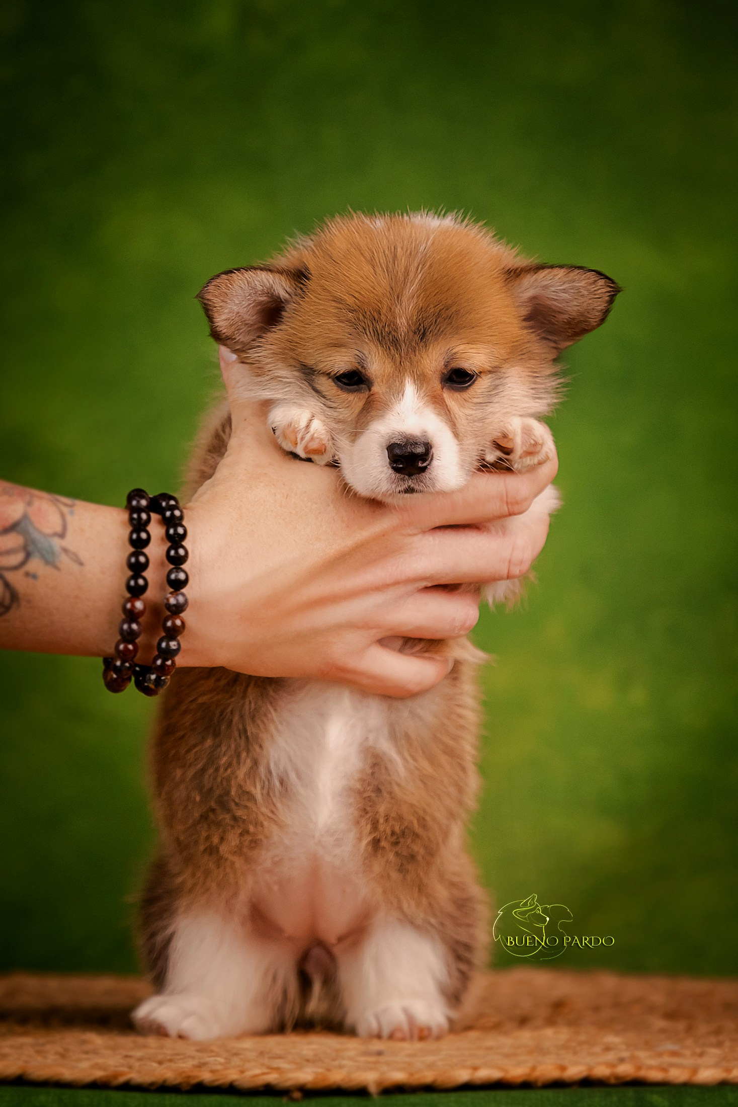 Щенки вельш корги пемброк из питомника. Питомник собак Акита, Хаски, Корги