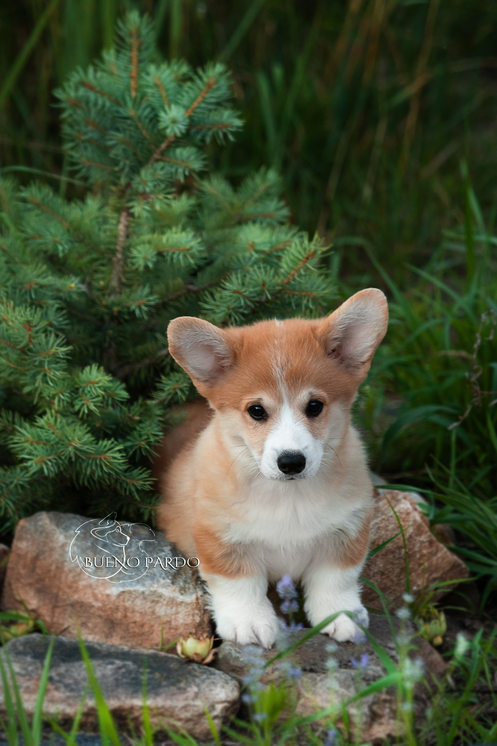 Щенки вельш корги пемброк из питомника. Питомник собак Акита, Хаски, Корги