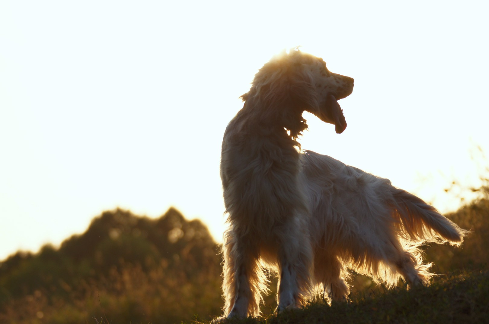 Собаки. Фотограф-анималист Нижний Новгород