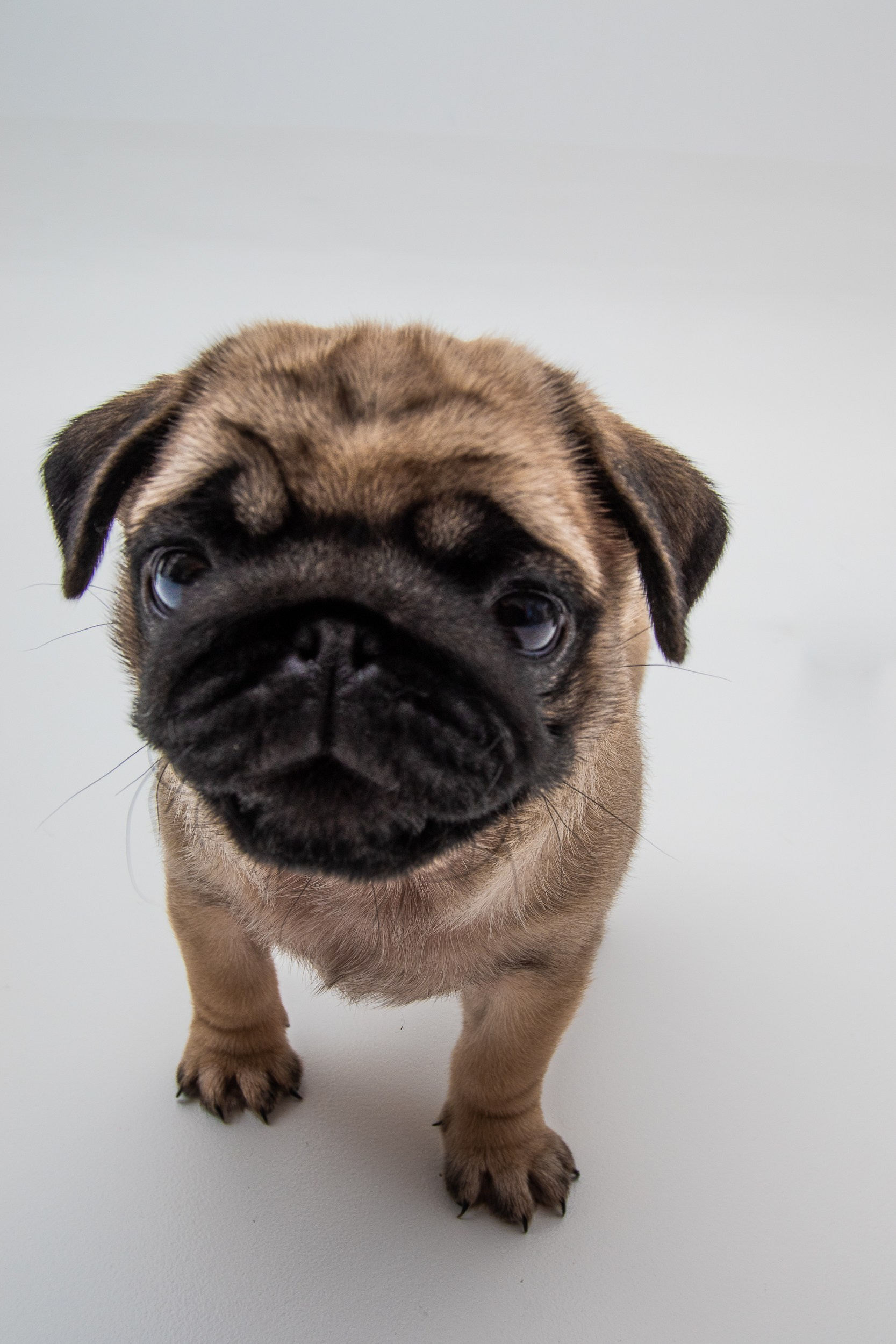 Мопсы Малыши