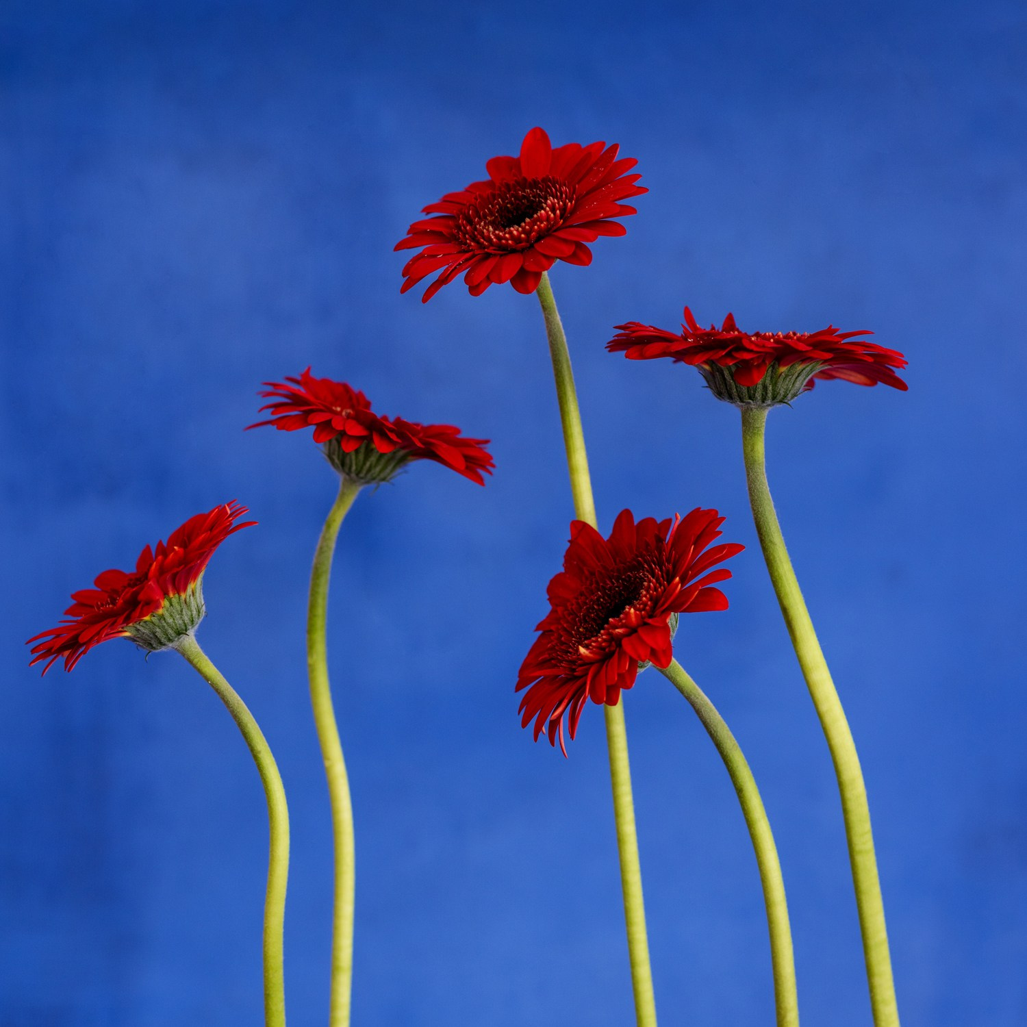 Red Notes