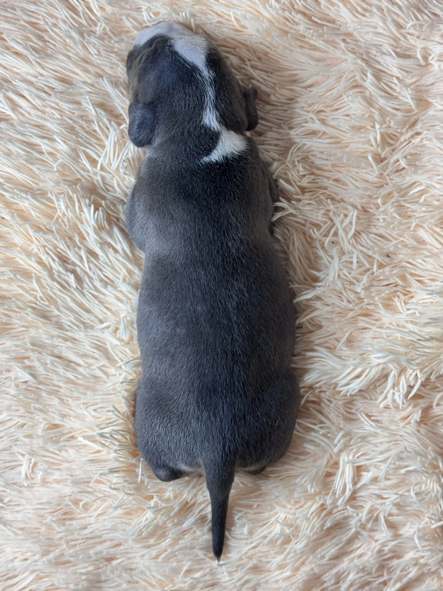 Свободные щенки Американский Булли стандарт и Свободные щенки Американский Булли классик. Американский Булли в г. Ростов-на-Дону. Питомник THE POWER OF SIBERIA