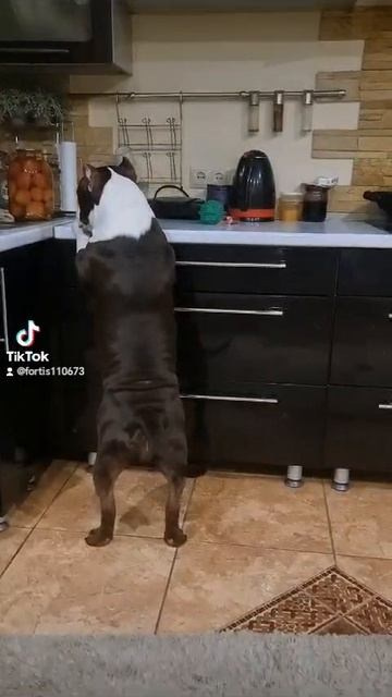 Дети Локомотива. ПИТОМНИК СОБАК ПОРОДЫ АМЕРИКАНСКИЙ БУЛЛИ