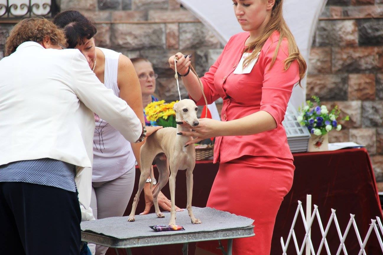 Организация монопородной выставки. Профессиональный питомник левреток РКФ/FCI ASTI SAPPHIRE 💎 Сочи|Санкт-Петербург