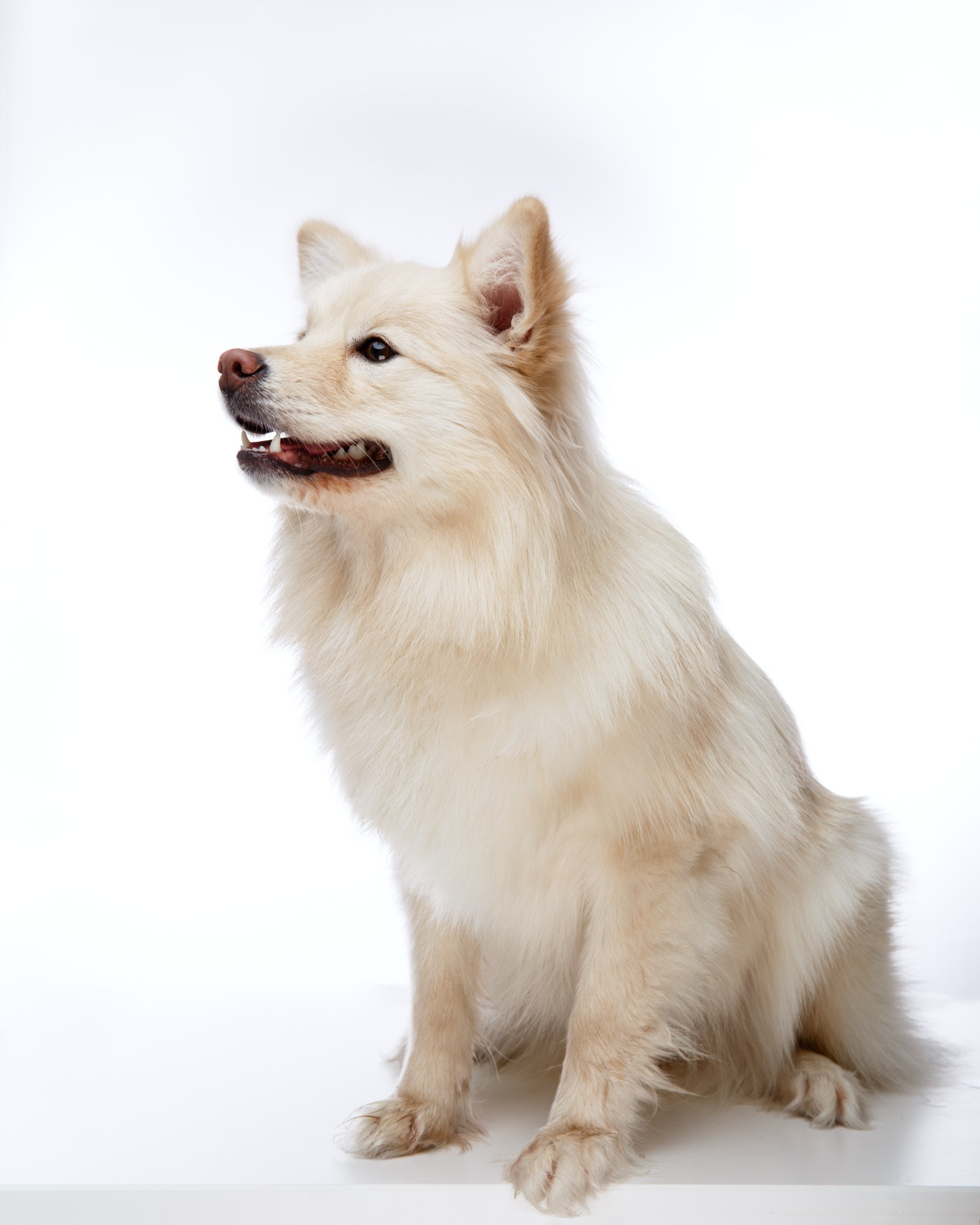 Photoshoots. Elena Yavorskaya Photography