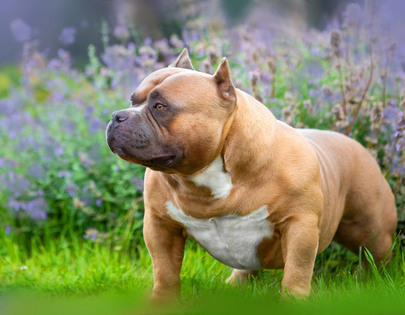 Родители Челси. ПИТОМНИК СОБАК ПОРОДЫ АМЕРИКАНСКИЙ БУЛЛИ