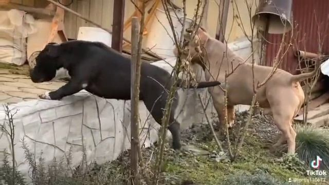 Булли покет сука Кола. ПИТОМНИК СОБАК ПОРОДЫ АМЕРИКАНСКИЙ БУЛЛИ