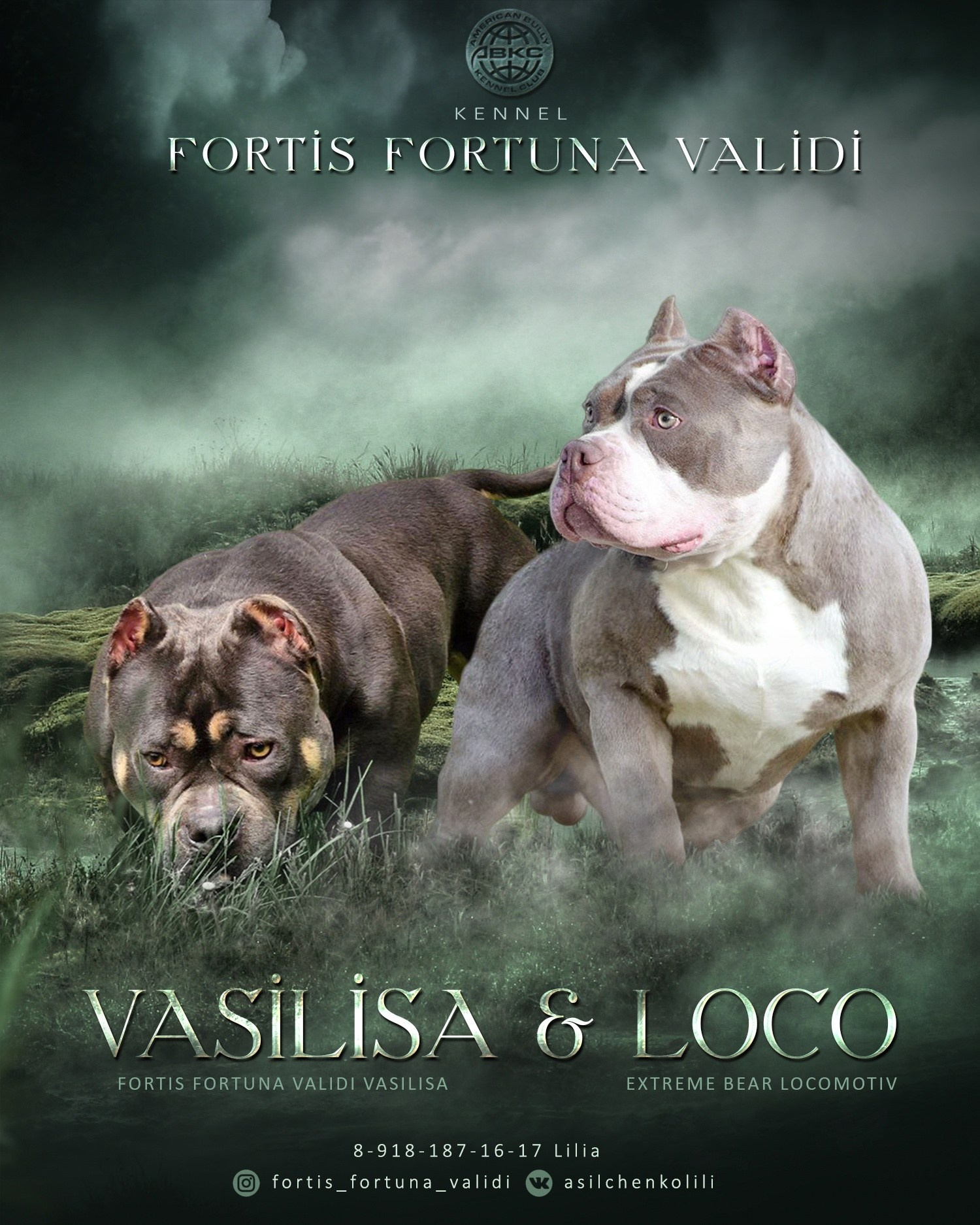 VASILISA и LOCO, презентация американских булли 