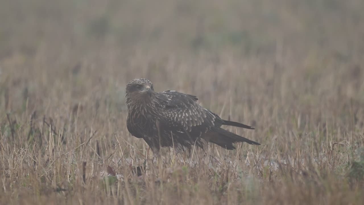 Коршун. Wildlife photography by Sergey Puponin