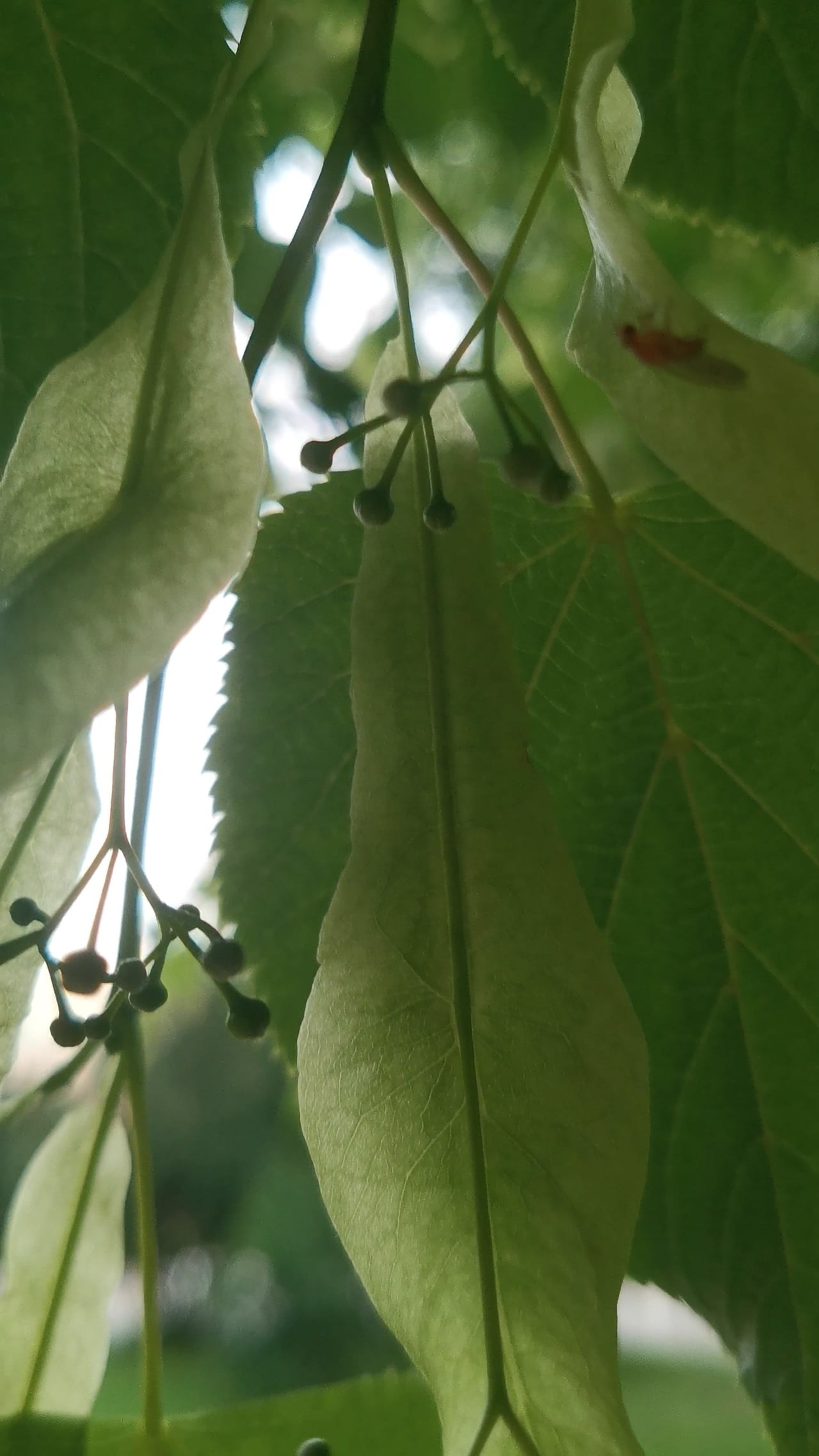 Наталья Алаторцева — Медленный шаг