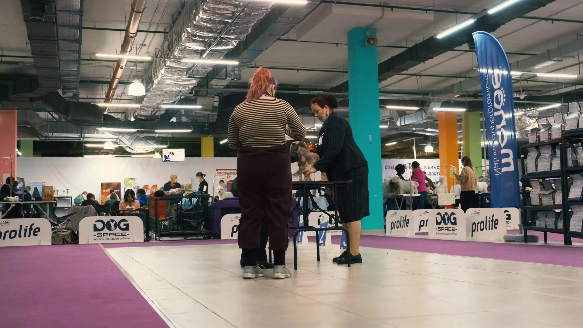 Честер — Юный Чемпион России. Питомник китайских хохлатых собак Poale Ell: купить щенка