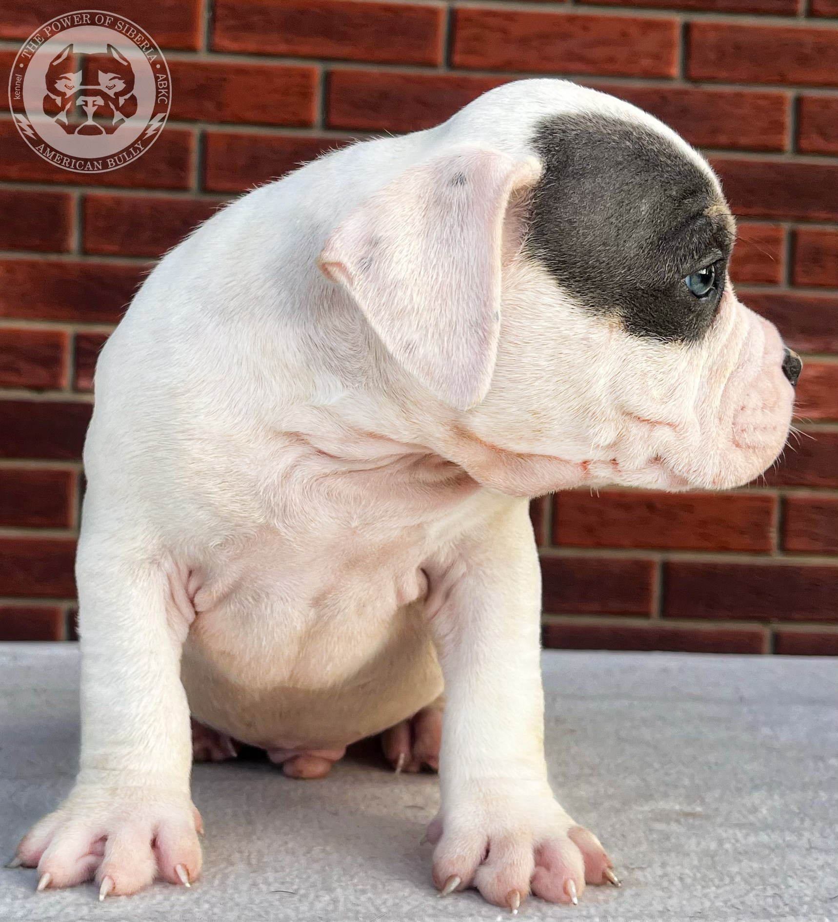 Помет Каспер и Тагира. 21.04.25. Американский Булли в г. Ростов-на-Дону. Питомник THE POWER OF SIBERIA