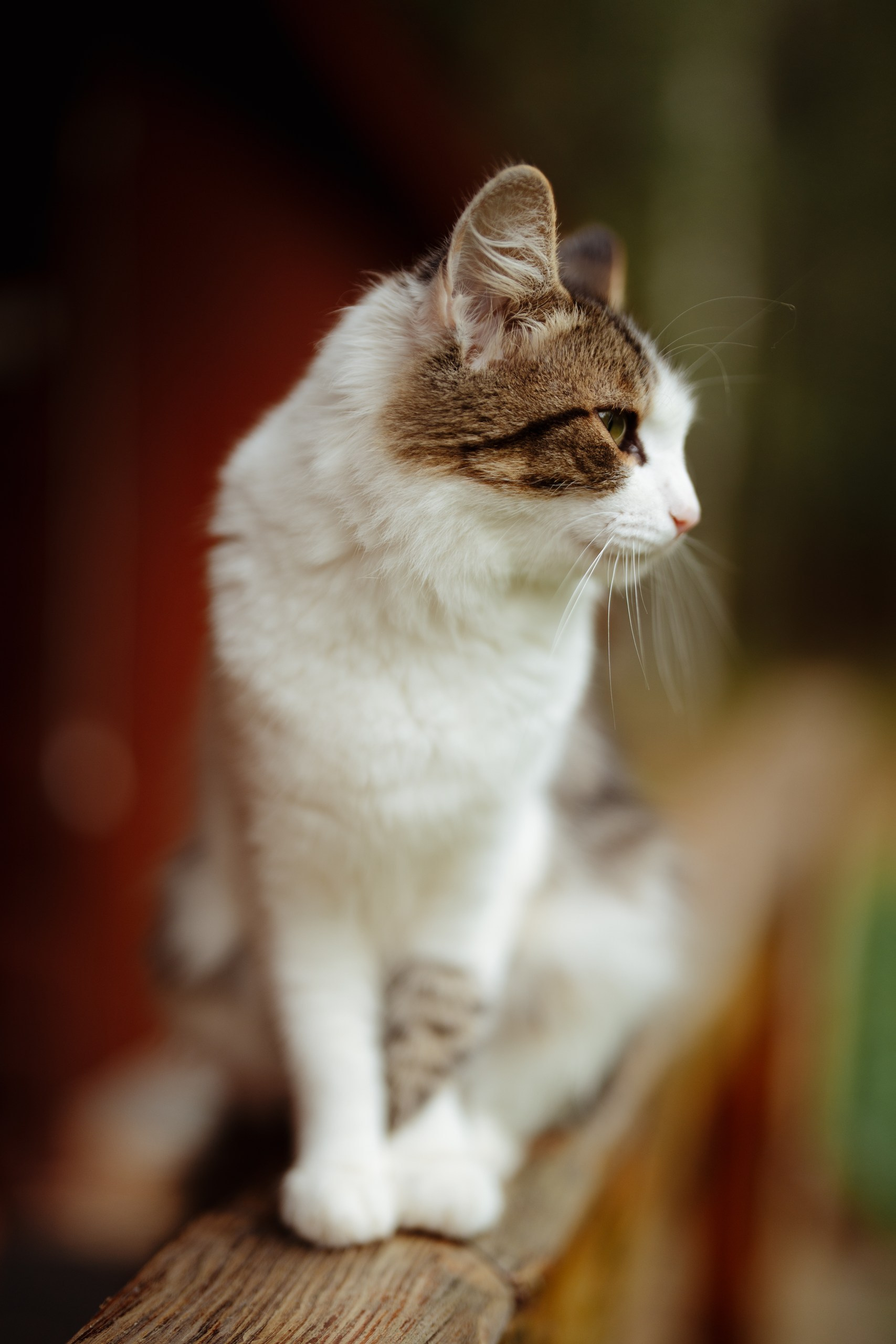 Сюжет № 11|Виктория Алексеенко